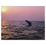 Humpback whale putting on a display at sunset, Cap flyers