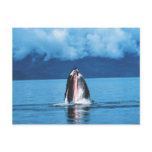 Humpback Whale Rising postcards