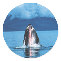 Humpback Whale Rising Sticker