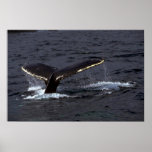 Humpback Whale Sounding (Tail Flukes)/Glistening posters