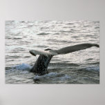 Humpback Whale Sounding (Tail Flukes) Poster