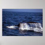 Humpback Whale Sounding (Tail Flukes) posters
