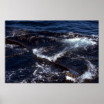 Humpback Whale Sounding (Tail Flukes) Posters