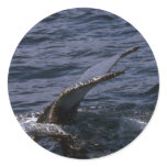 Humpback Whale Sounding (Tail Flukes) Round Stickers