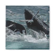 Humpback Whale Square Magnet