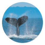 Humpback Whale stickers