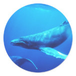 Humpback Whale stickers