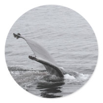 Humpback Whale