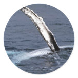 Humpback whale stickers
