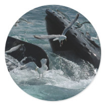 Humpback Whale Stickers