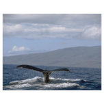 Humpback whale tail, Hawaii flyers