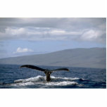 Humpback whale tail, Hawaii photo sculptures