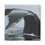 Humpback Whale Tail magnets