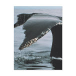 Humpback Whale Tail postcards