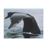 Humpback Whale Tail postcards