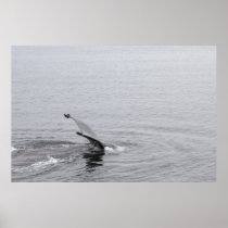 Humpback Whale Tail Print