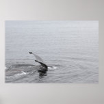 Humpback Whale Tail Print
