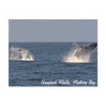 Humpback Whales Breaching Postcard