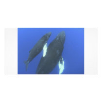 Humpback Whales Customized Photo Card