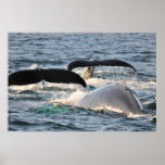 Humpback Whales posters