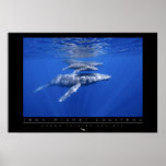 Humpback Whales Poster posters