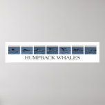 Humpback Whales posters