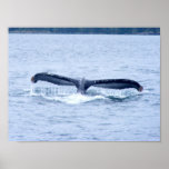 Humpback Whale's Tail Poster