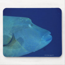 Humphead Wrasse 2 Mouse Mats