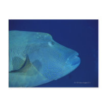 Humphead Wrasse 2 Post Cards