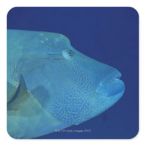 Humphead Wrasse 2 Square Stickers