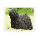 Hungarian Puli 8W48D-03 postcards