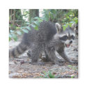 Hungry Baby Racoon Magnet