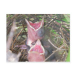 Hungry birds postcards