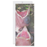 Hungry birds custom rack card