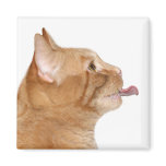Hungry cat magnets