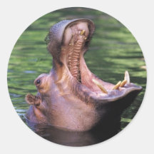 Hungry Hippo Stickers