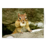 Hungry Little Chipmunk cards