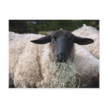 Hungry sheep postcards