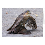 Hungry Sparrowhawk Greeting Card