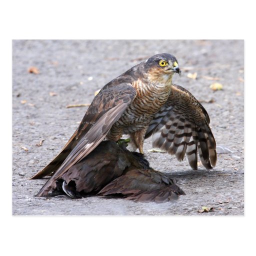 Hungry Sparrowhawk Postcard