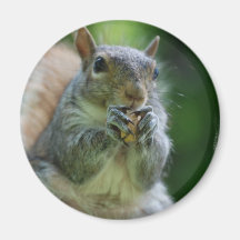 Hungry Squirrel Magnet
