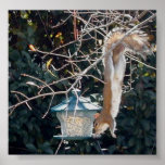 Hungry squirrel stealing food from the bird feeder posters