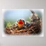 Hungry Tree Swallow Fledgling In Nest Print