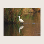 Hunting Egret postcards