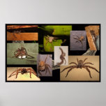 Huntsman Spider posters