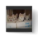 huskies trying to get free pinback button