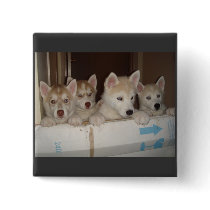 huskies trying to get free pinback button