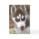 Husky birthday card