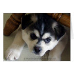 Husky cards