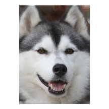 Husky Dog Invitation